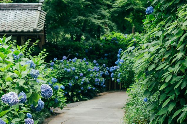 Hydrangeas in Japan