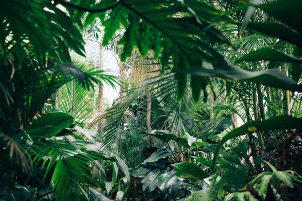 Tropical plants in a garden