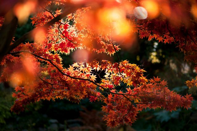 Autumn leaves