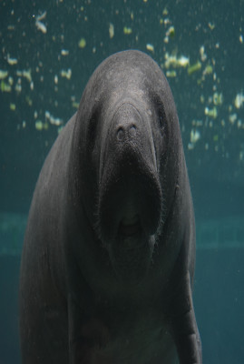 Manatee image squished horizontally further