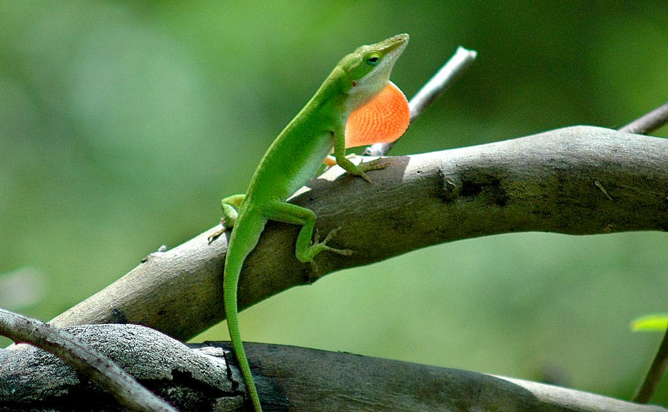 Green Anole perched on a branch