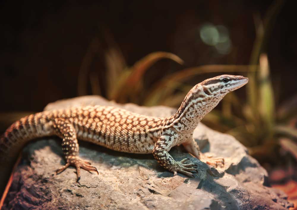 Ackie dwarf monitor basking on rock