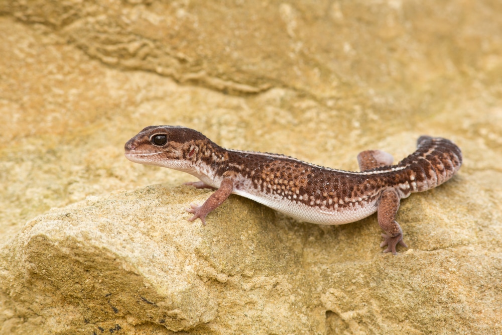 African Fat-Tailed Gecko on sand
