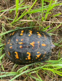 turtle
