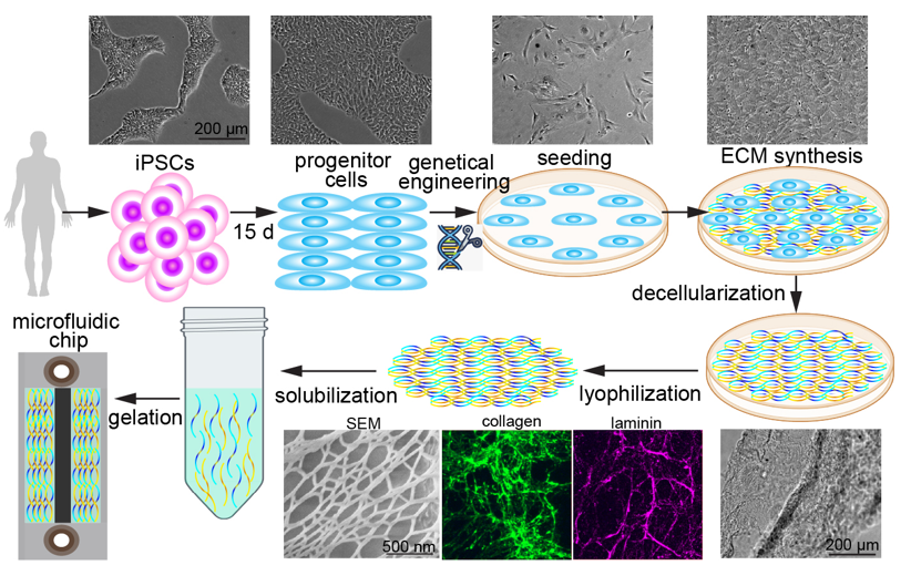 Human ECM biomaterials