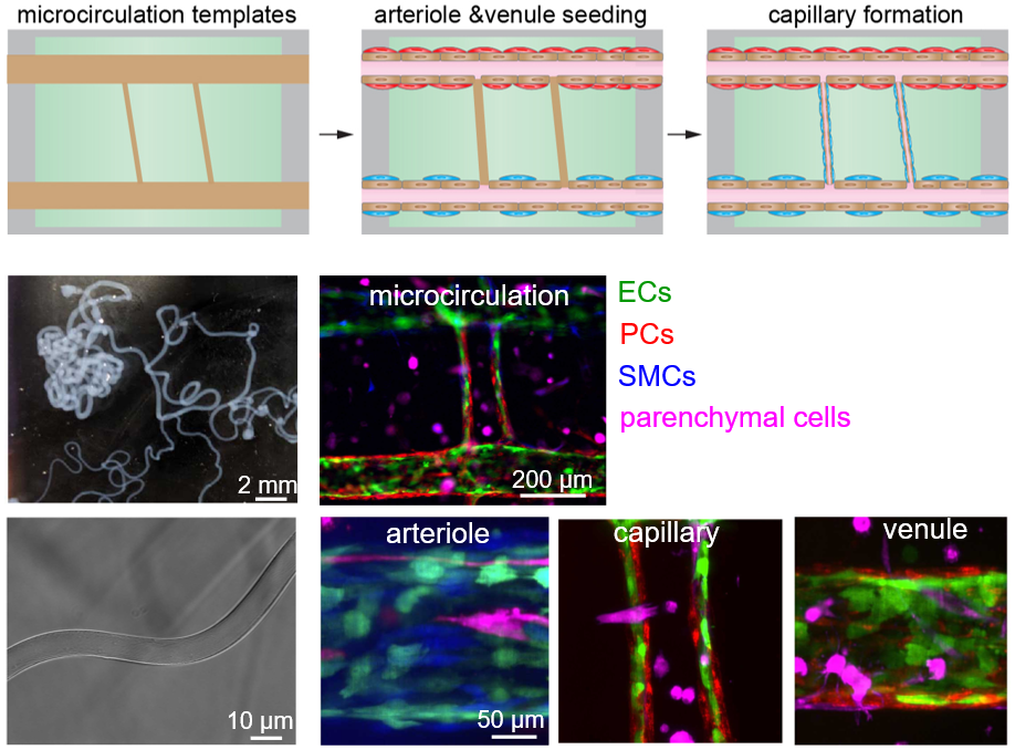 Microcirculation models