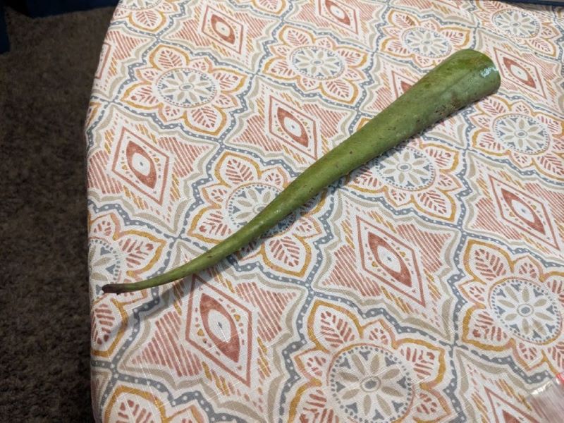 A - for Aloe