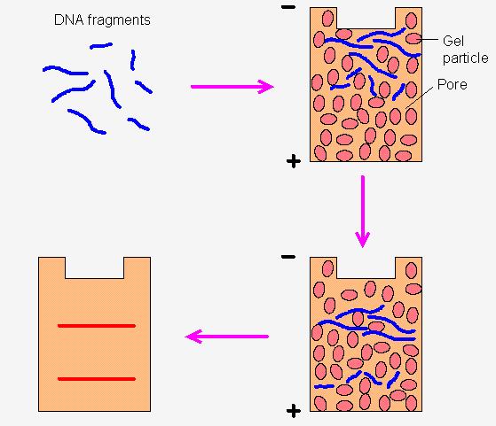 Gel Electrophoresis